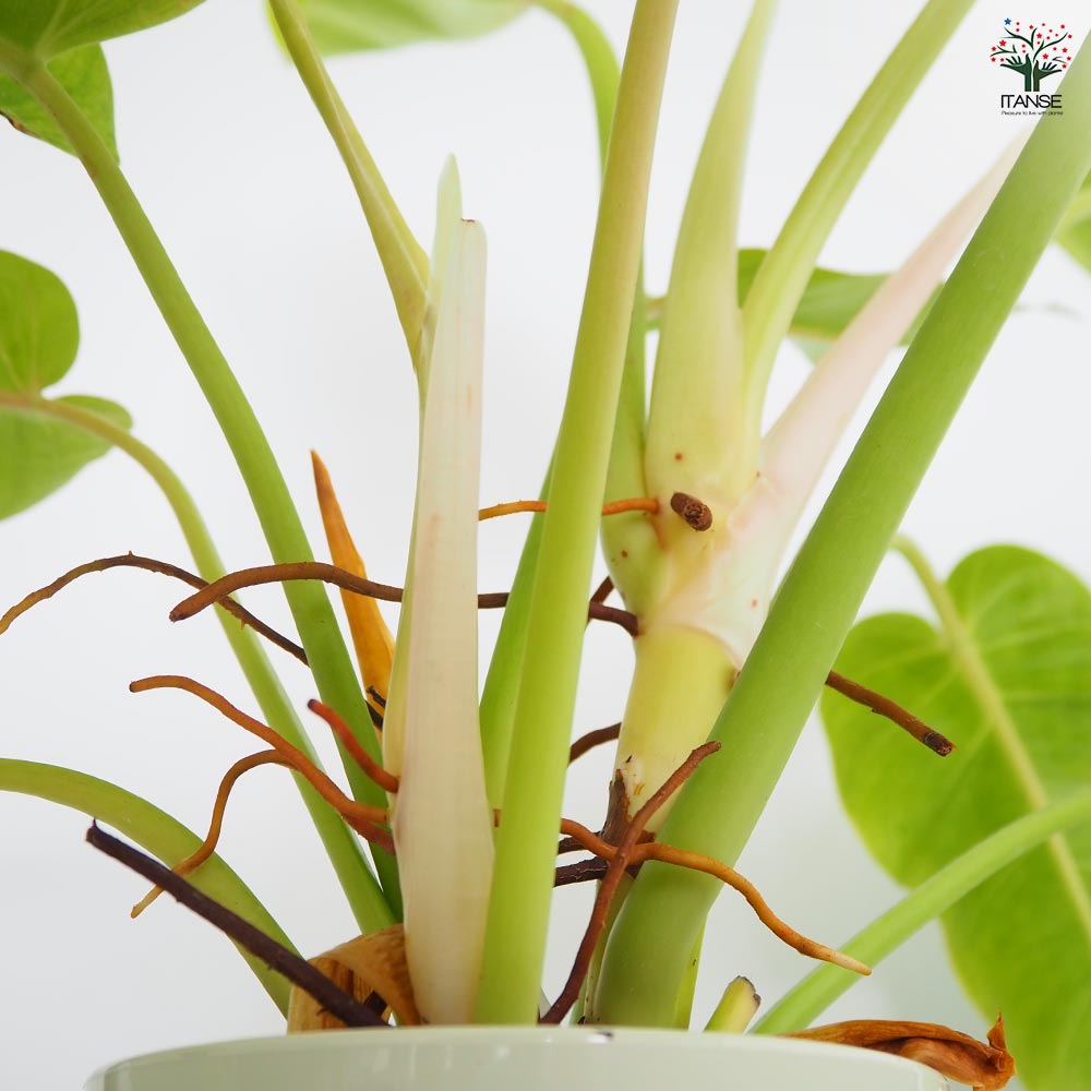 フィロデンドロン ムーンライト 【観葉植物 5号／1個売り】｜ 【植物の