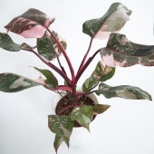 フィロデンドロン ピンクプリンセスギャラクシー 【観葉植物 6号／1個売り】|観葉植物