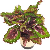 レックスベゴニア エンバー 【観葉植物 5号／1個売り】|観葉植物
