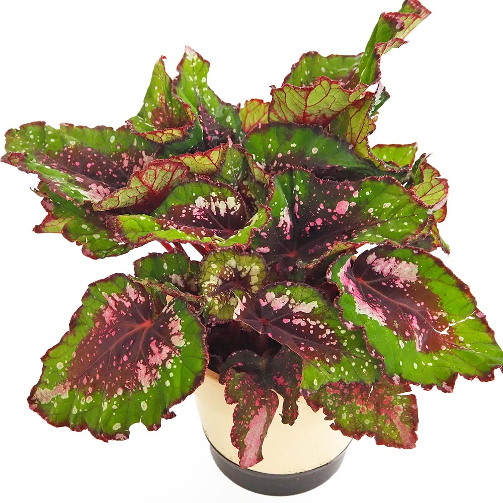 レックスベゴニア エンバー 【観葉植物 5号／1個売り】