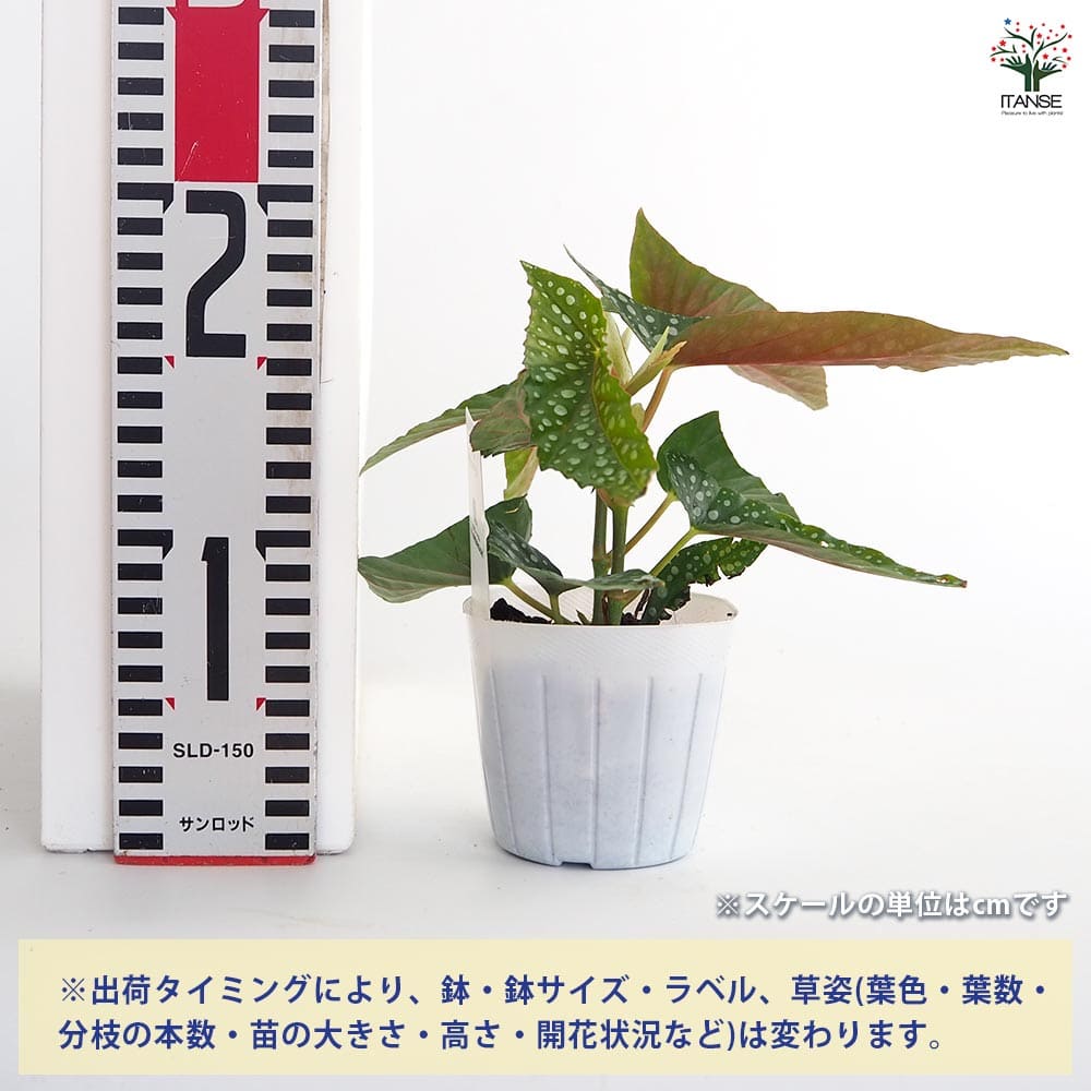 ベゴニア ホワイトアイス 【観葉植物 3号】｜ 【植物の