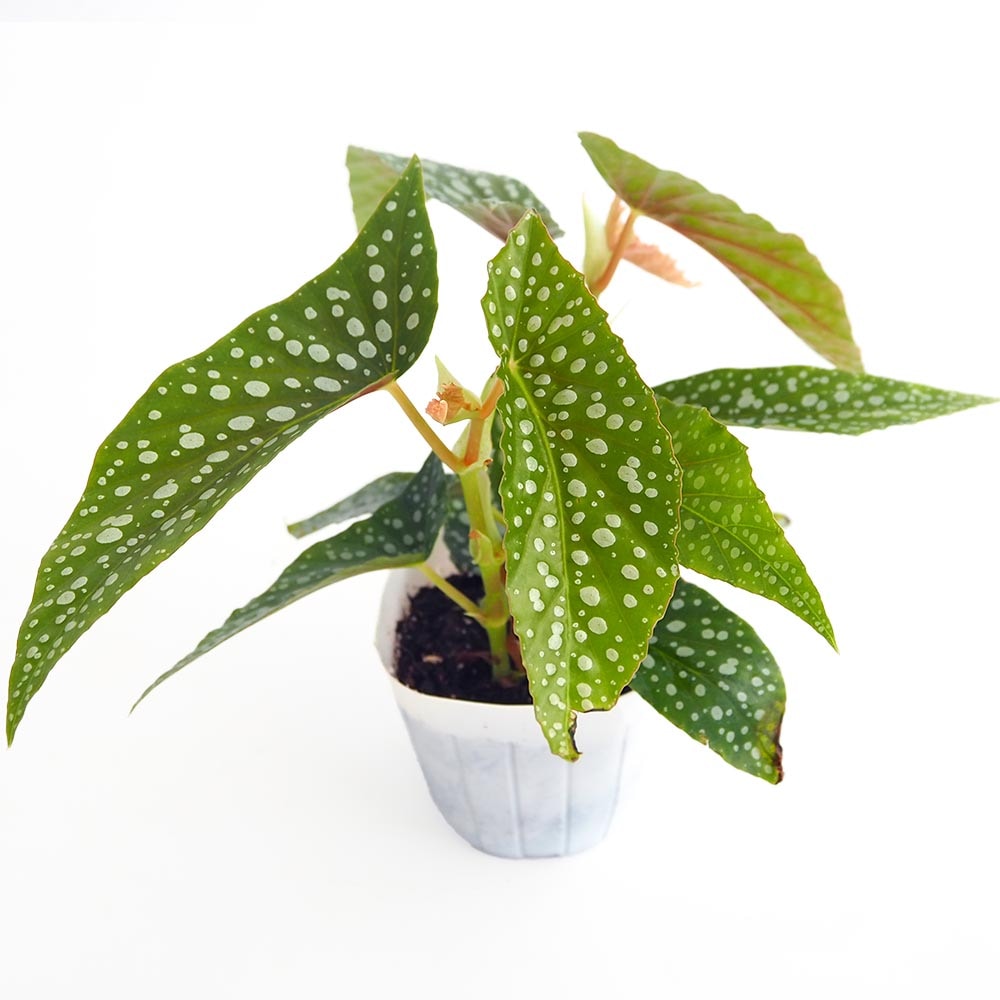 ベゴニア ホワイトアイス 【観葉植物 3号】