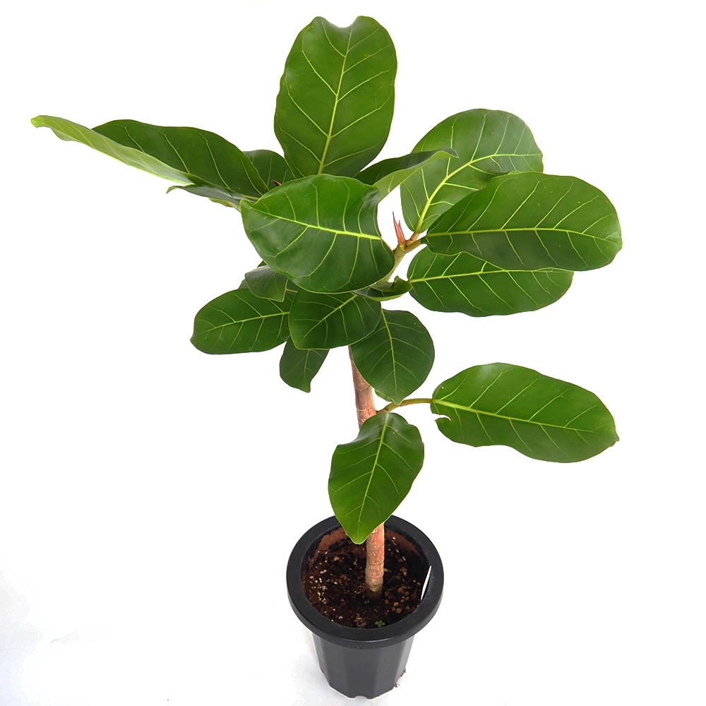 フィカス　アフリカンプリンス　太幹　お引取り限定　植物　インテリア フィカス アフリカンプリンス 引取限定 鉢カバー付 210cm