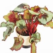 レックスベゴニア エスカルゴ 【観葉植物 5号／1個売り】|観葉植物