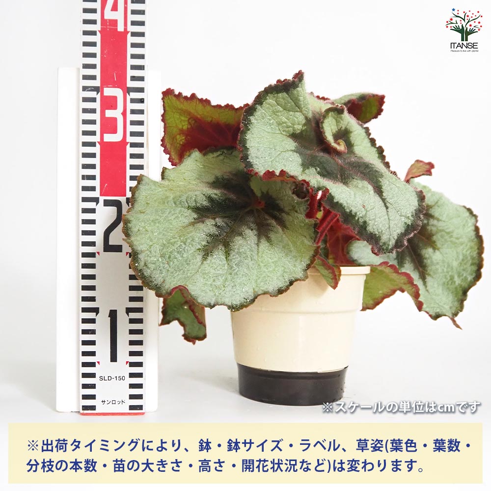 レックスベコニア  エスカルゴ Rex Begonia レックス ベゴニア エスカルゴ I インドアプランツ