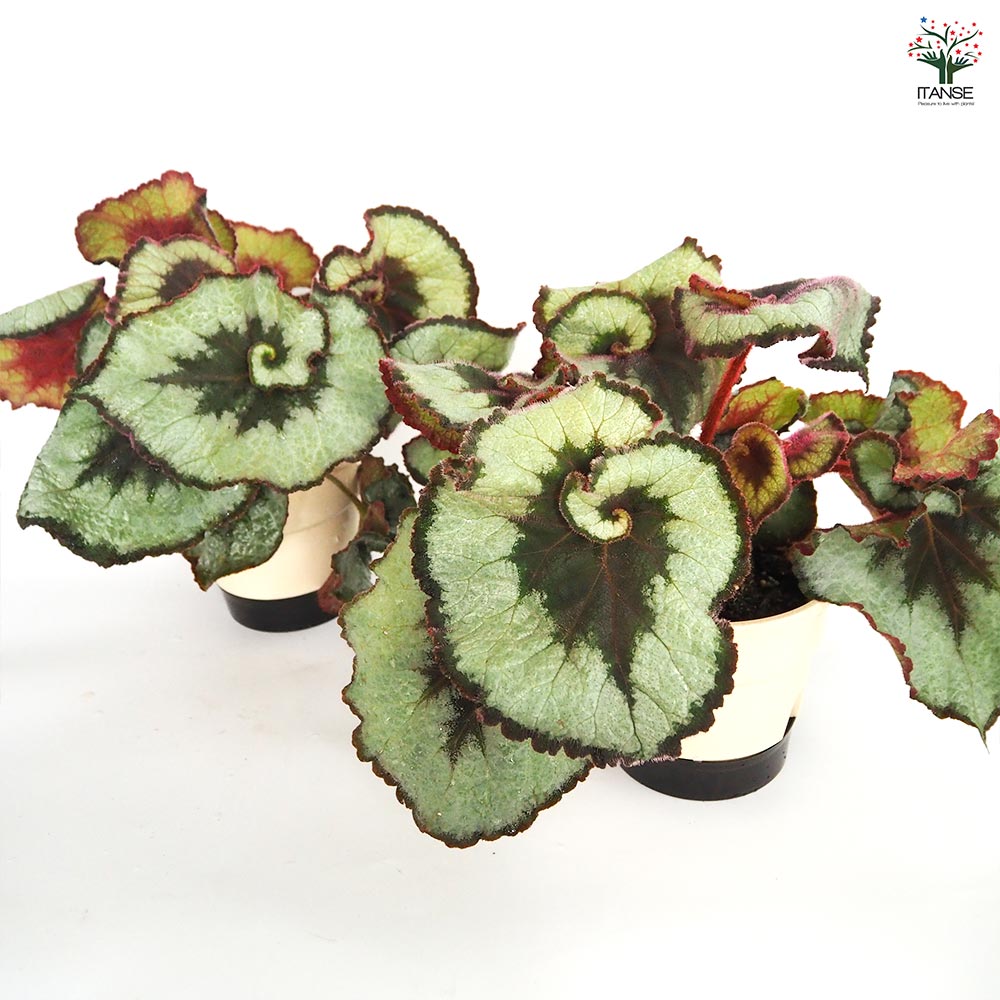 レックスベゴニア エスカルゴ 【観葉植物 5号／1個売り】｜ 【植物の