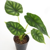アロカシア ドラゴンスケール 【観葉植物 3号】|観葉植物