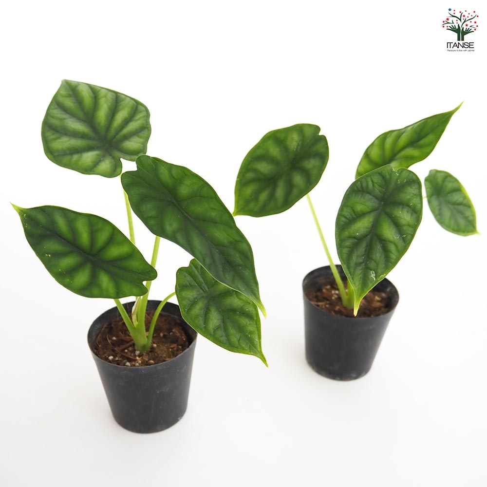 アロカシア ドラゴンスケール 【観葉植物 3号】｜ 【植物の