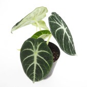 アロカシア ニンジャ 【観葉植物 3号】|観葉植物