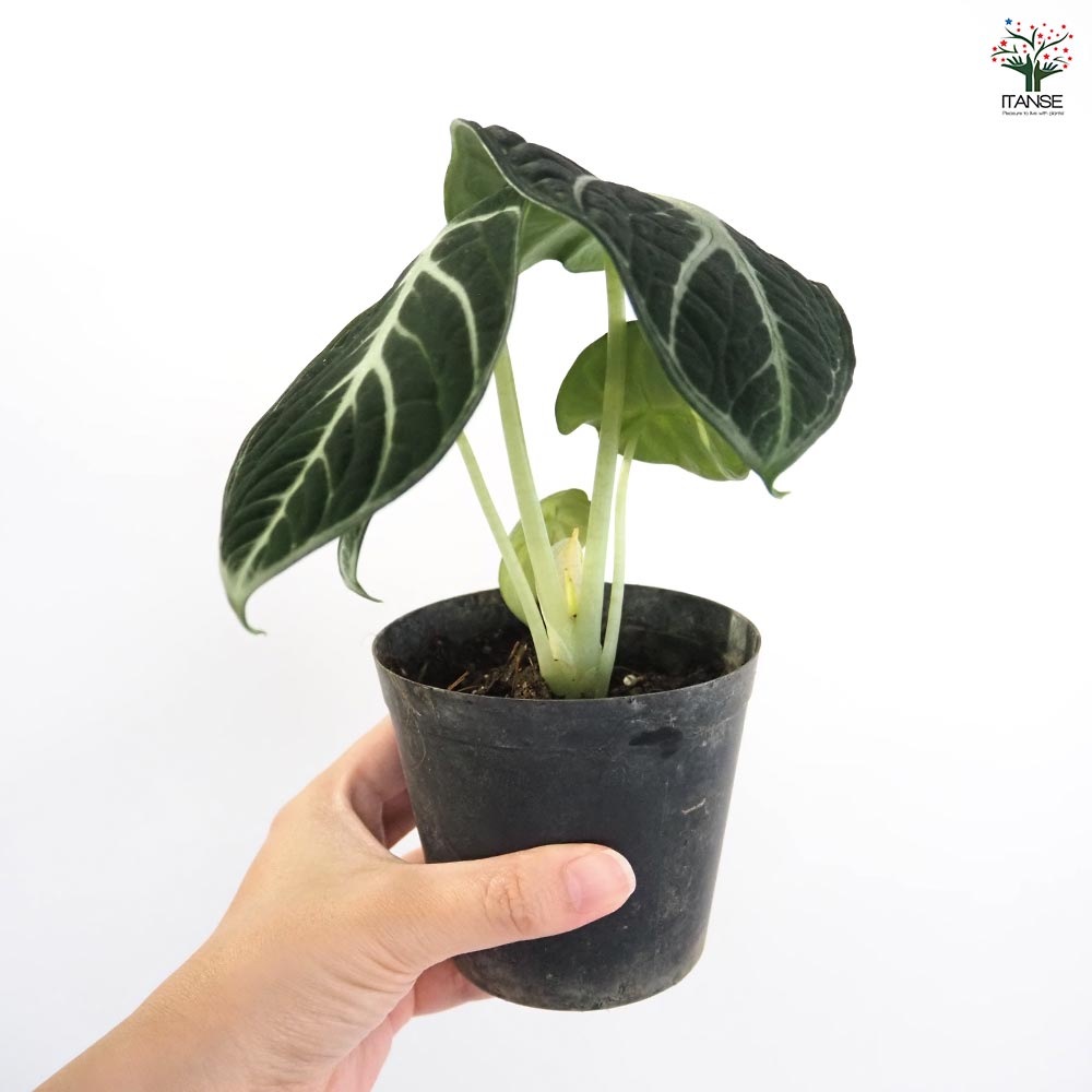 アロカシア ニンジャ 【観葉植物 3号】｜ 【植物のITANSE】全品