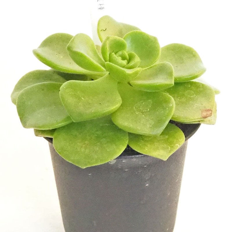 アエオニウム｜【植物のITANSE】全品送料無料・即出荷!
