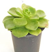 アエオニウム リリーパッド 【多肉植物 2.5号／1個売り】|多肉植物