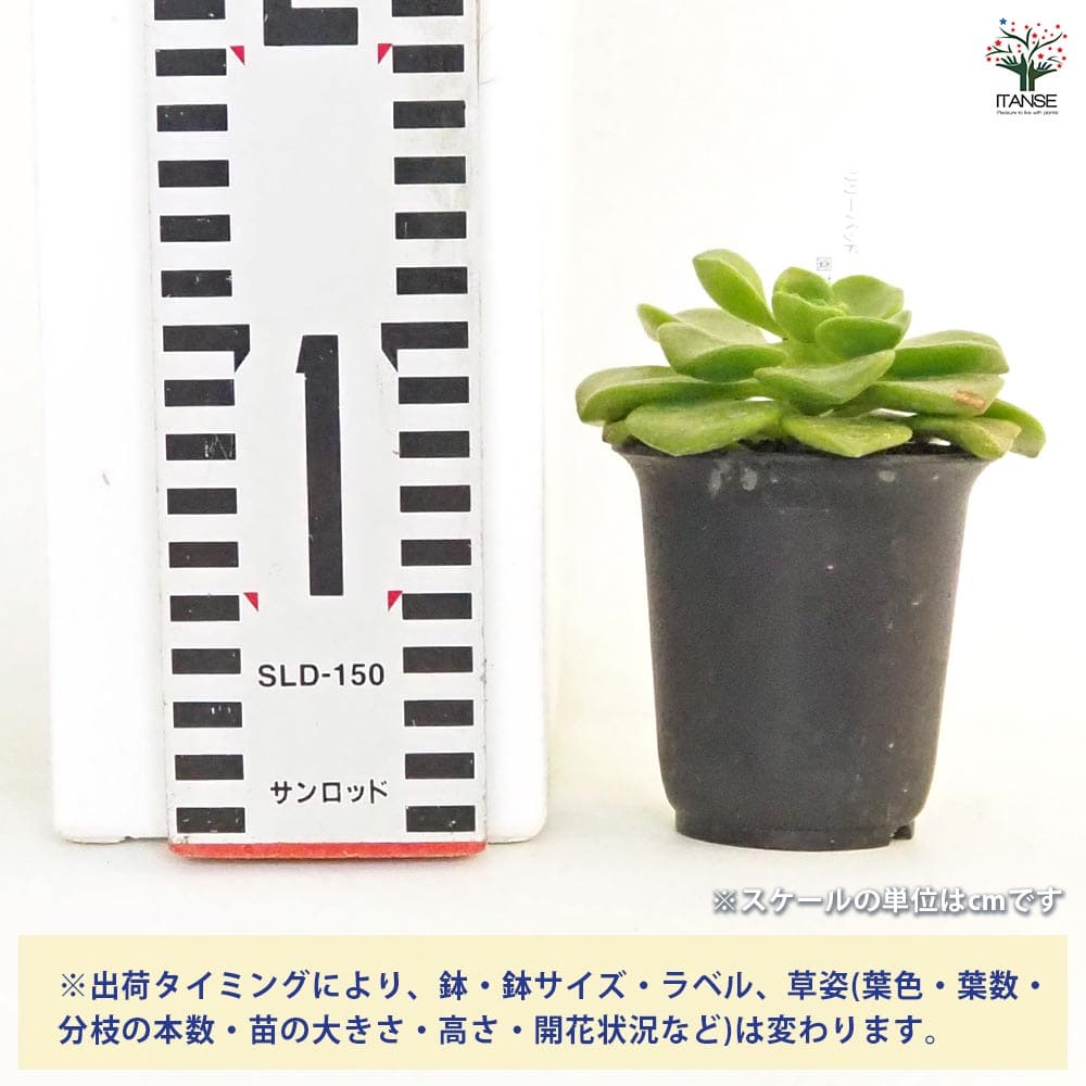 アエオニウム リリーパッド 【多肉植物 2.5号／1個売り】｜ 【植物の