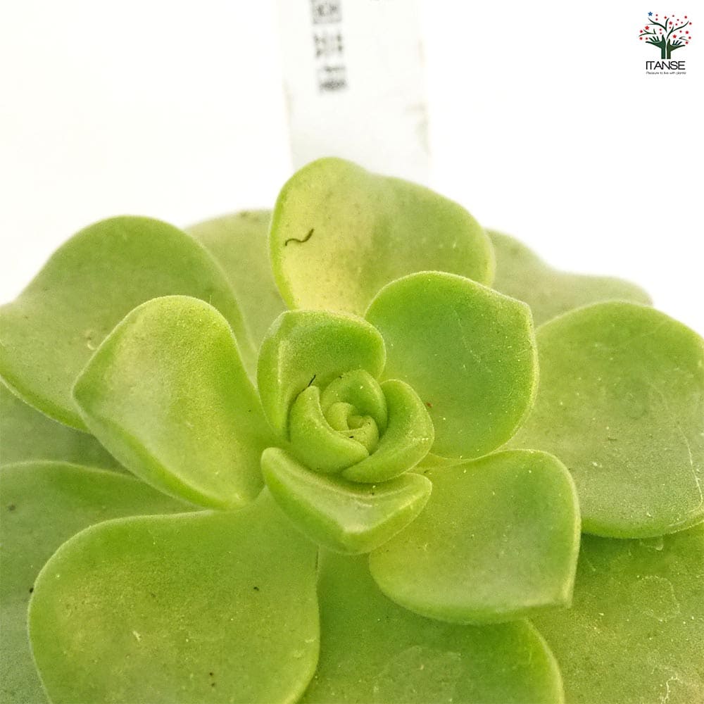 アエオニウム リリーパッド 【多肉植物 2.5号／1個売り】｜ 【植物の