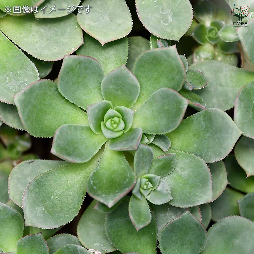 アエオニウム リリーパッド 【多肉植物 2.5号／1個売り】｜ 【植物の