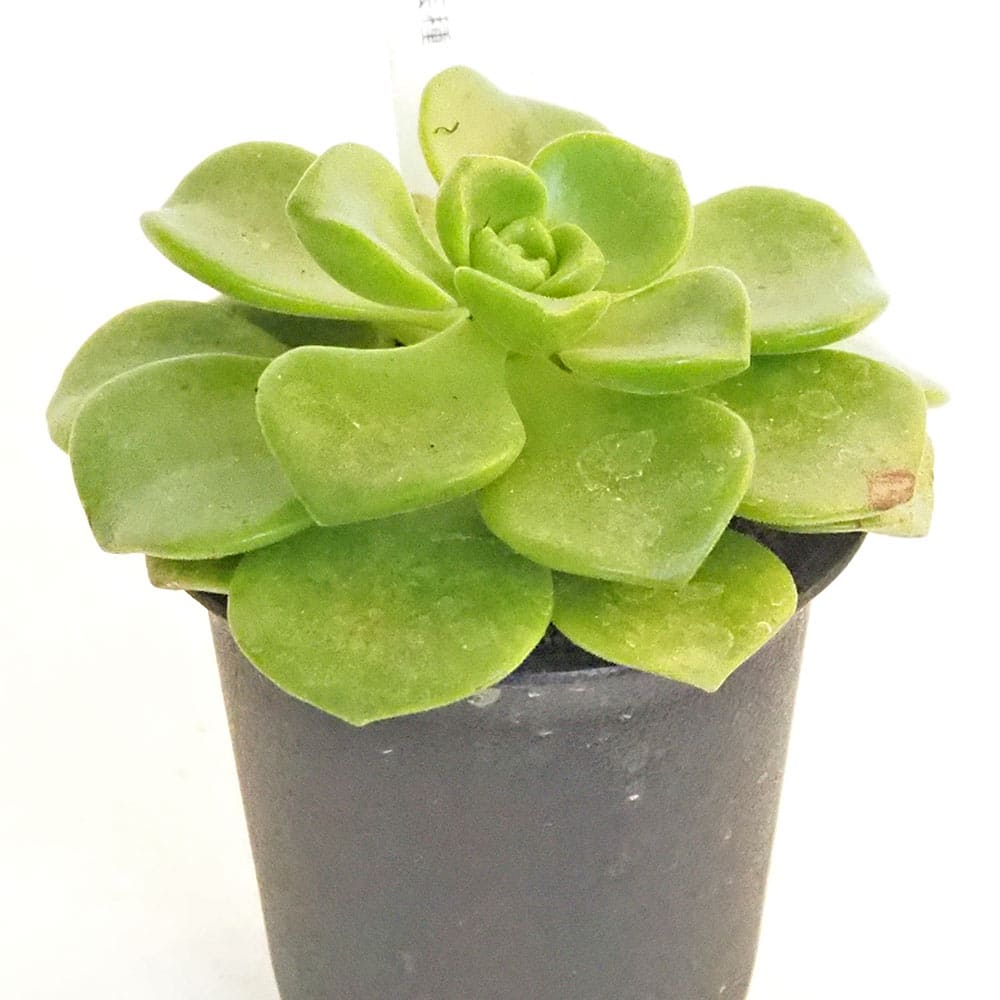 アオエニウム｜【植物のITANSE】全品送料無料・即出荷!