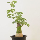 アデニア グラウカ 【多肉植物 2.5号／1個売り】|多肉植物