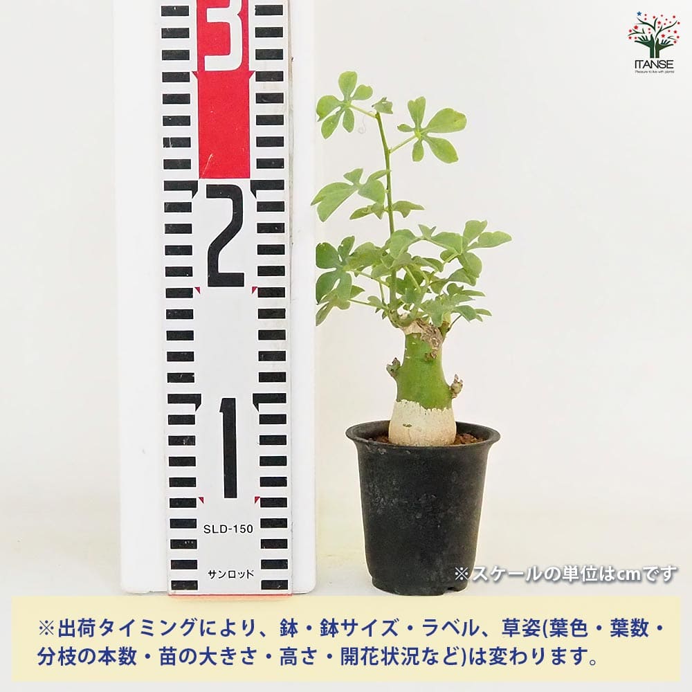 アデニア グラウカ 【多肉植物 2.5号／1個売り】｜ 【植物の