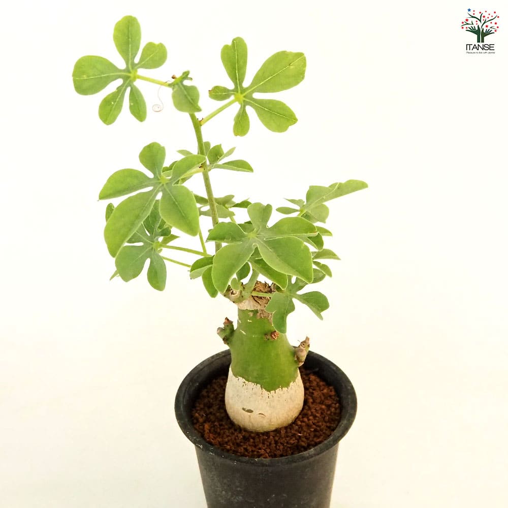 アデニア グラウカ 【多肉植物 2.5号／1個売り】｜ 【植物の