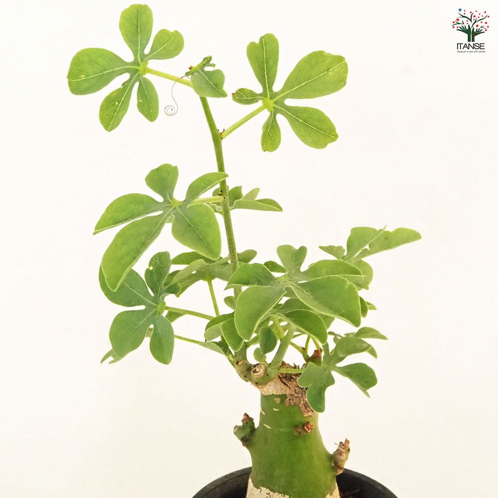 アデニア グラウカ【大株 胴周り34cm】現品 アデニア グラウカ【大株