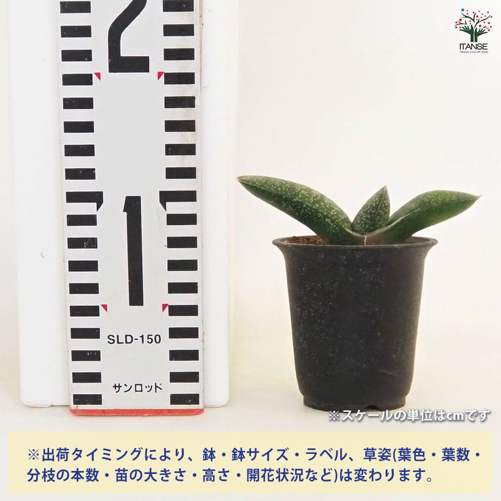 ガステリア エクセルサ 【多肉植物 2.5号／1個売り】｜ 【植物の
