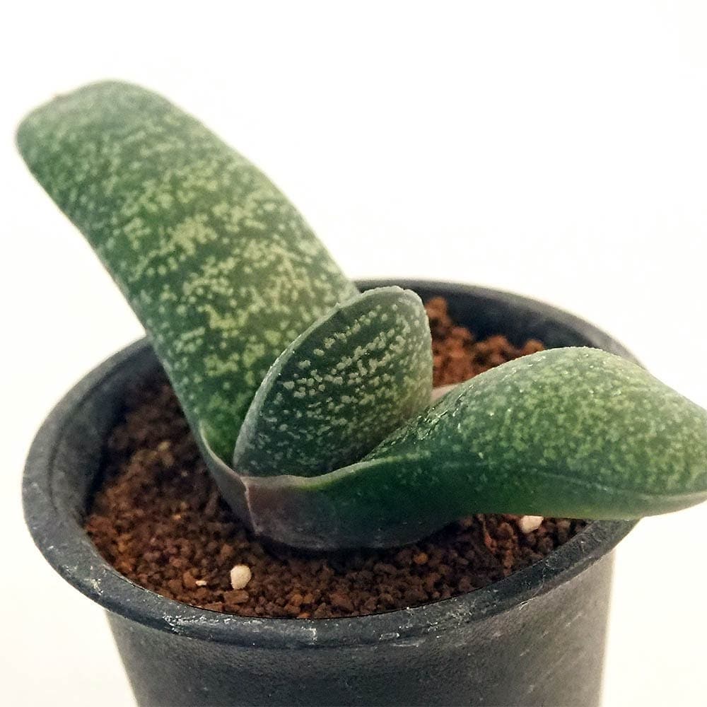 ガステリア エクセルサ 【多肉植物 2.5号／1個売り】｜ 【植物の
