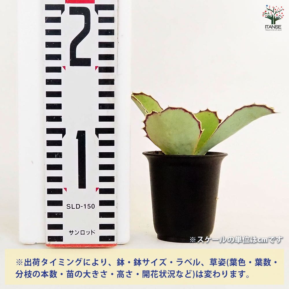 カランコエ シンセパラ 【多肉植物 2.5号／1個売り】｜ 【植物の