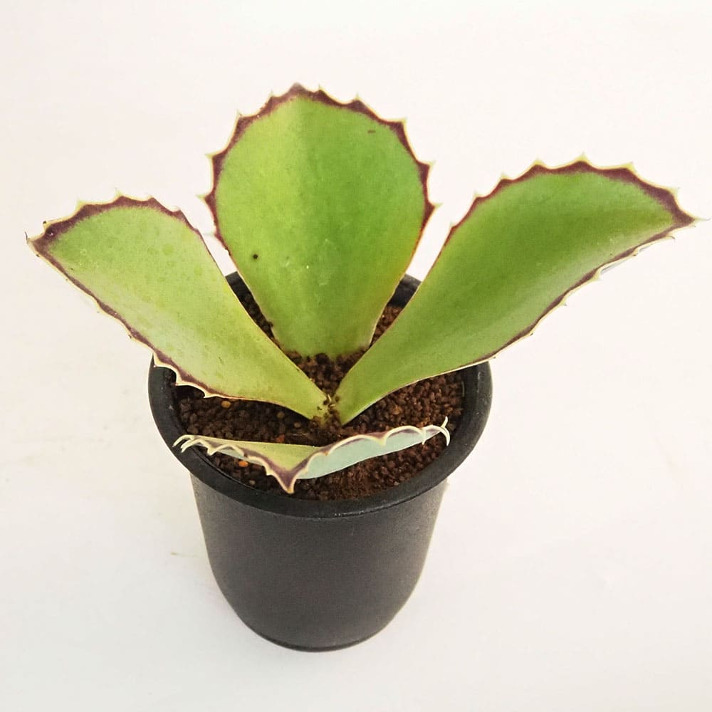 カランコエ シンセパラ 【多肉植物 2.5号／1個売り】