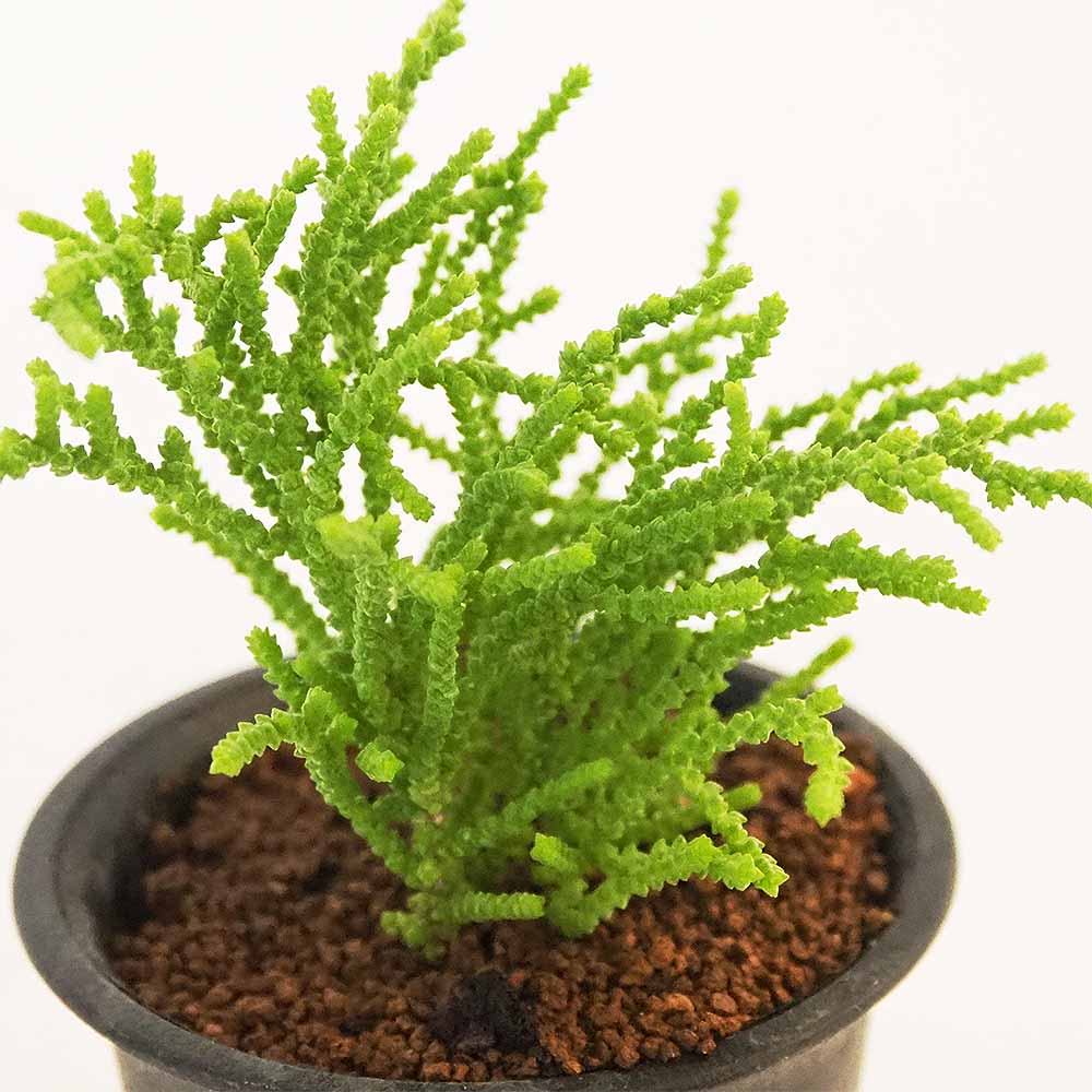 クラッスラ クラッスラ姫緑 【多肉植物 2.5号／1個売り】