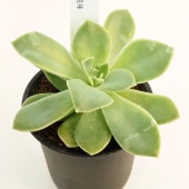 グラプトベリア ハリーワトソン 【多肉植物 2.5号／1個売り】|多肉植物