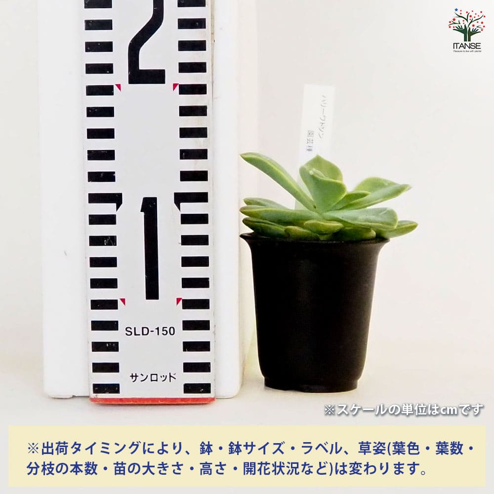 グラプトベリア ハリーワトソン 【多肉植物 2.5号／1個売り】｜ 【植物