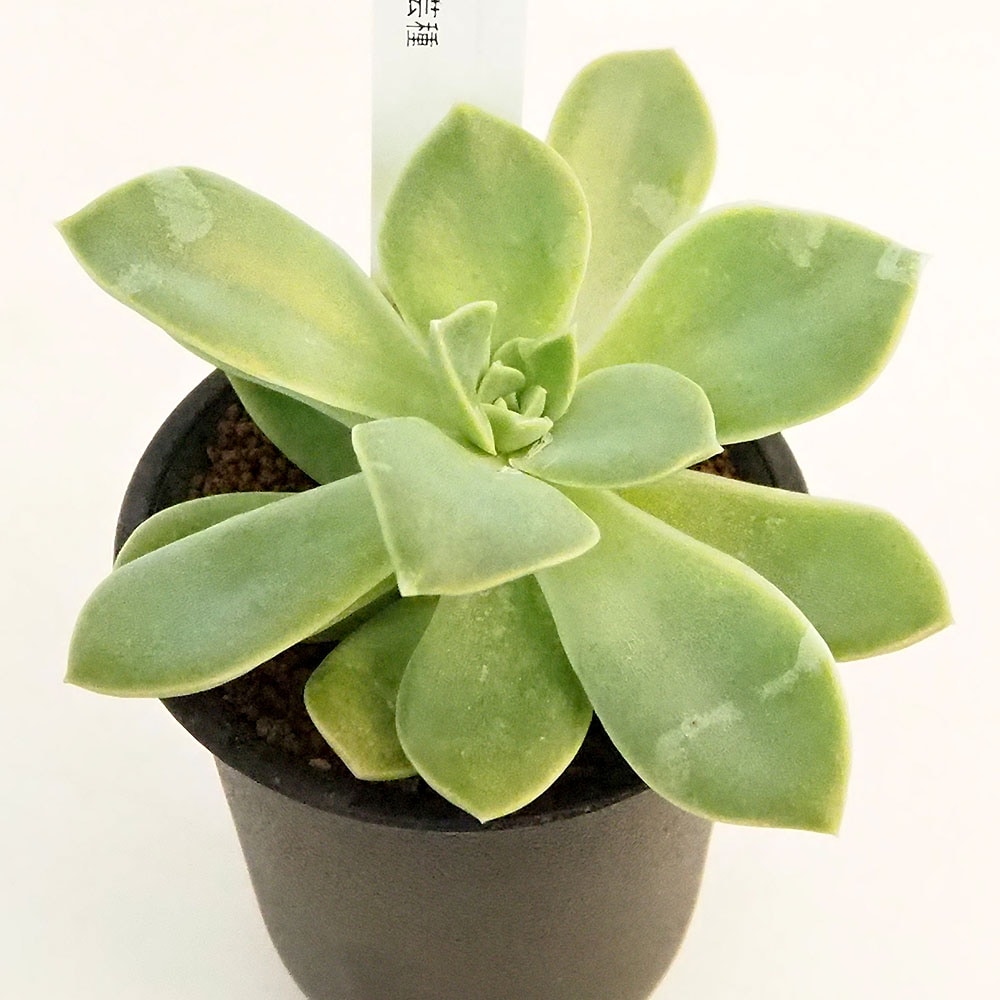 その他多肉植物 Cranky その他多肉植物 Cranky honeymint_10004966