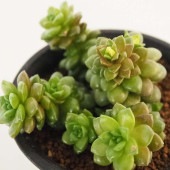 セダム リトルジェム 【多肉植物 2.5号／1個売り】|多肉植物