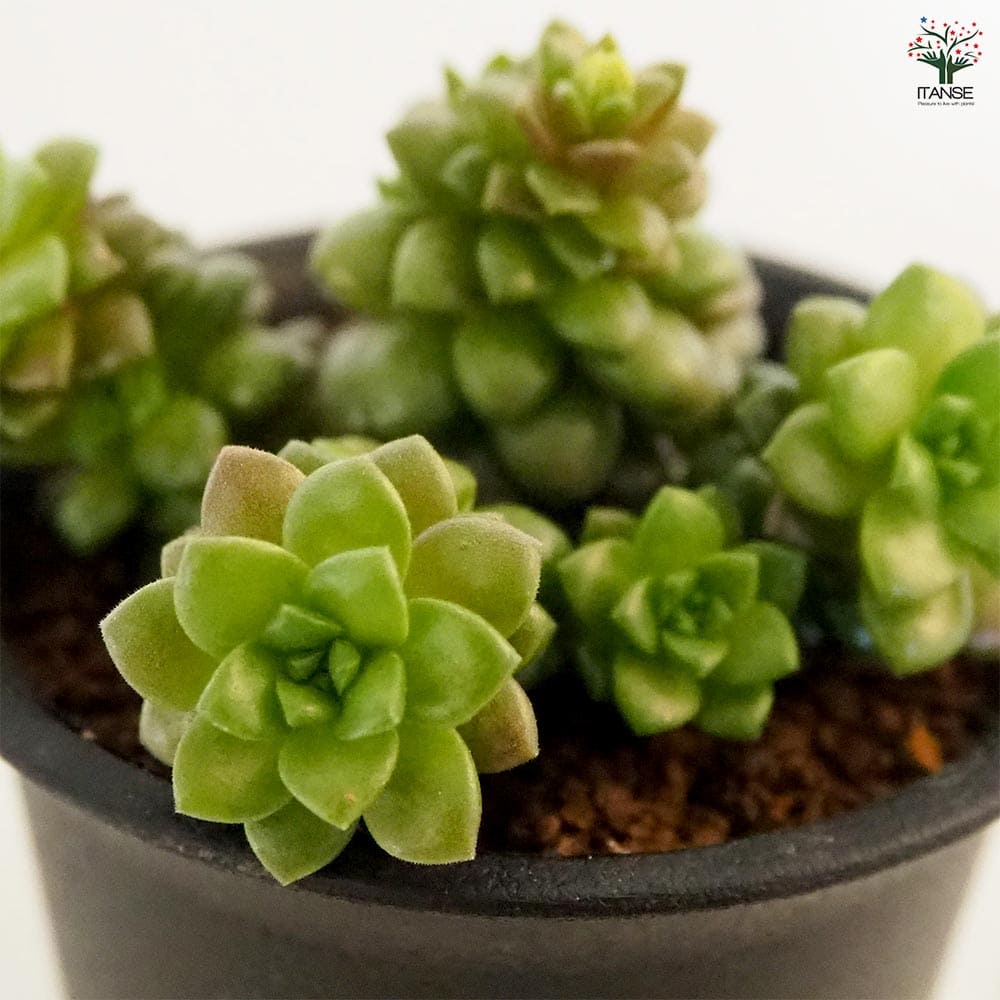 セダム リトルジェム 【多肉植物 2.5号／1個売り】｜ 【植物の