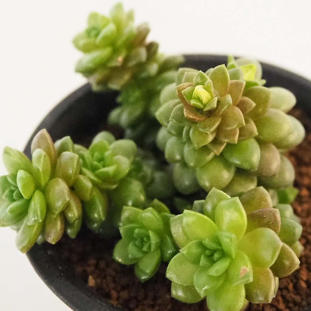 セダム リトルジェム 【多肉植物 2.5号／1個売り】｜ 【植物の