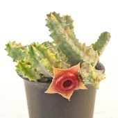 フェルニア ゼブリナ錦 【多肉植物 2.5号／1個売り】|多肉植物