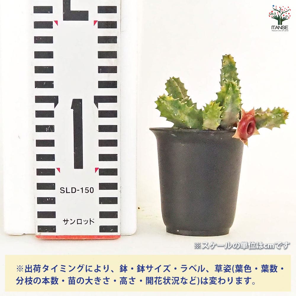 フェルニア ゼブリナ錦 【多肉植物 2.5号／1個売り】｜ 【植物の