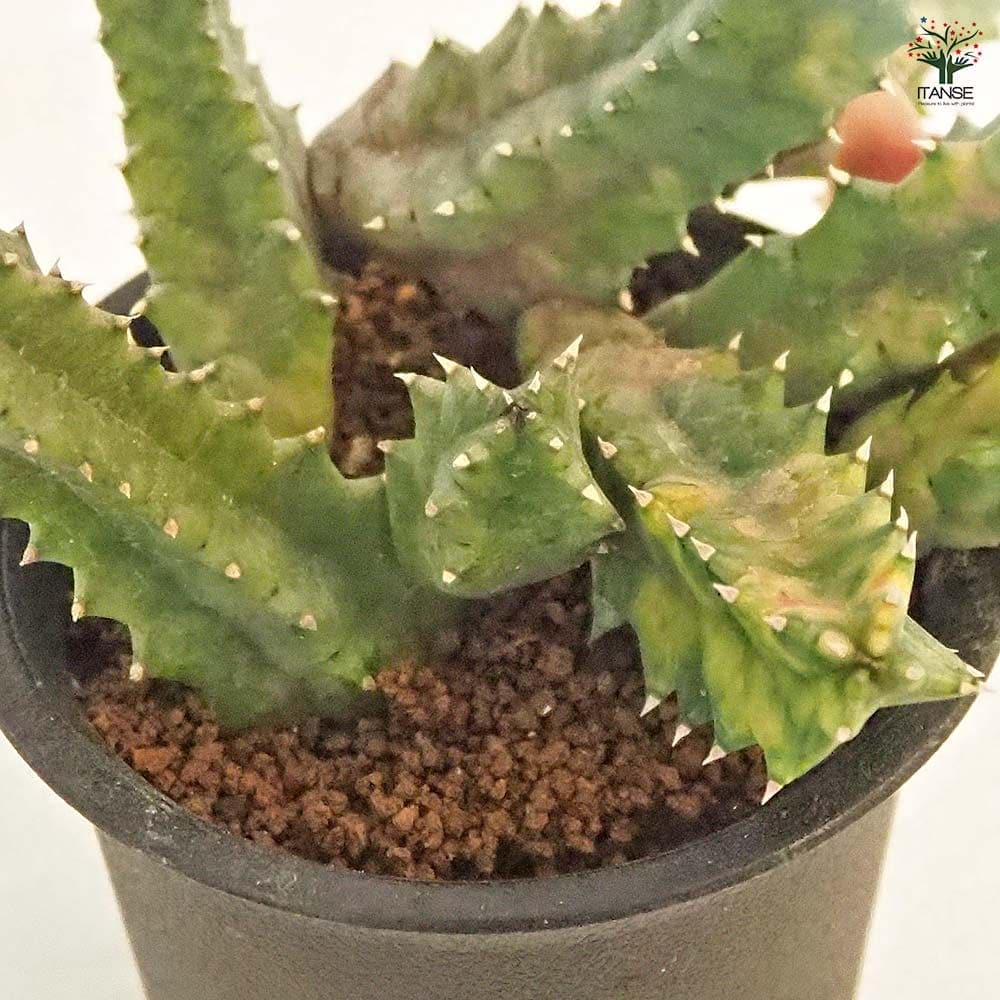 ぷりんの植肉植物 フェルニア ゼブリナ錦 【多肉植物 2.5号／1個売り】｜ 【植物の