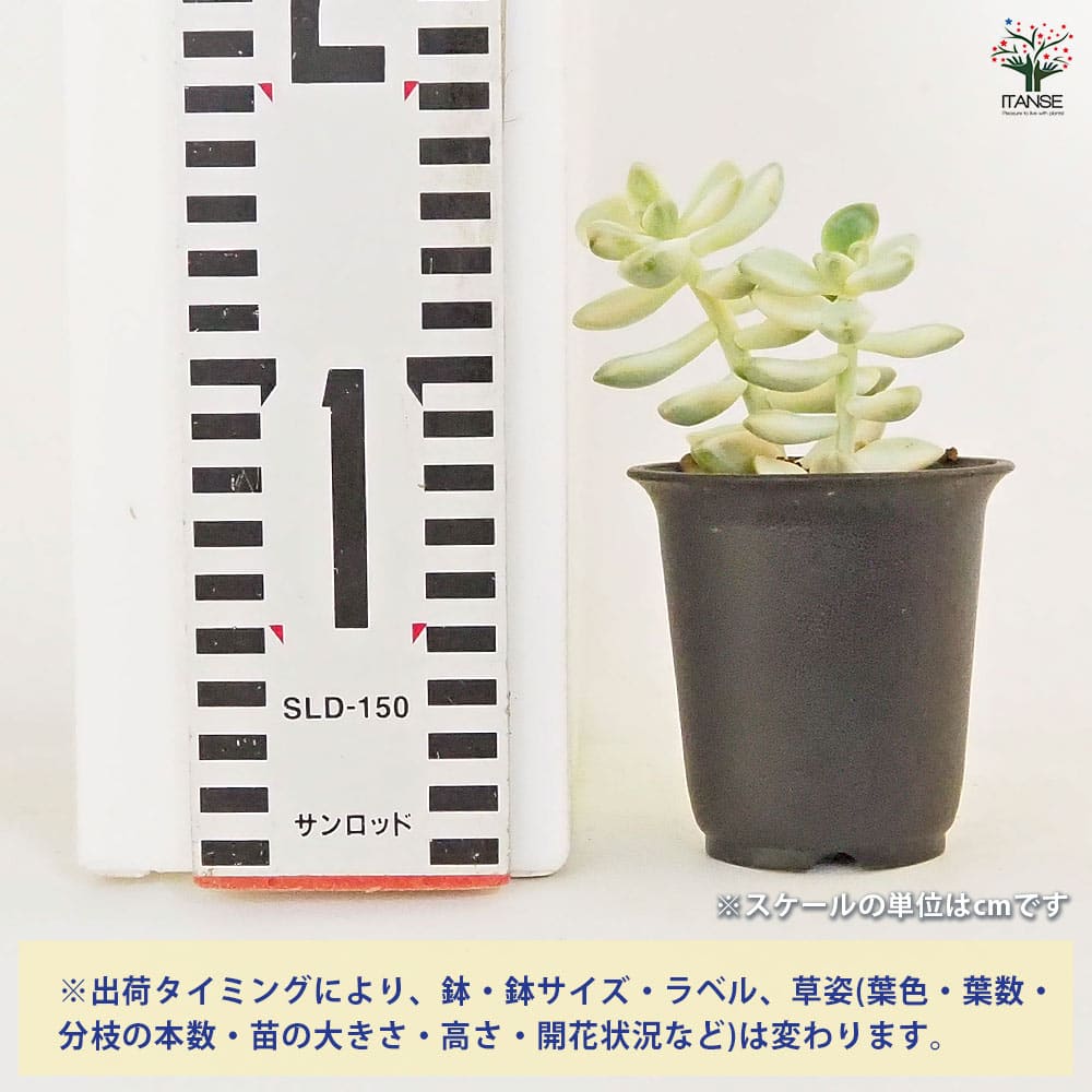 ティテュバンス錦 【多肉植物 2.5号／1個売り】｜ 【植物の