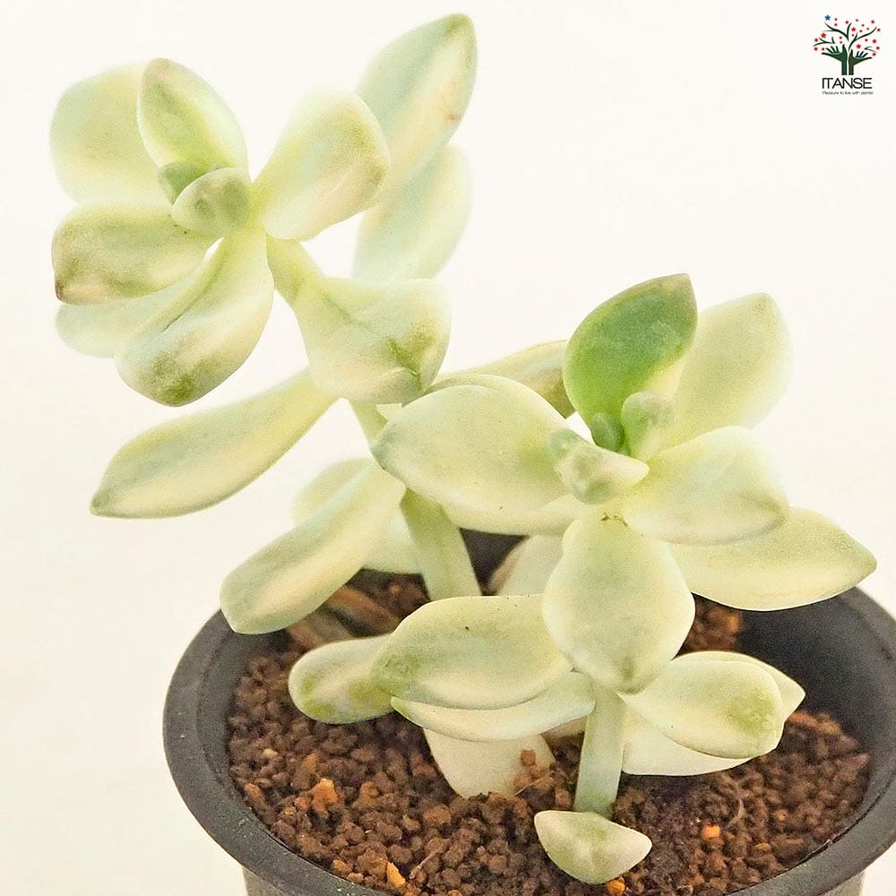 ティテュバンス錦 【多肉植物 2.5号／1個売り】｜ 【植物の