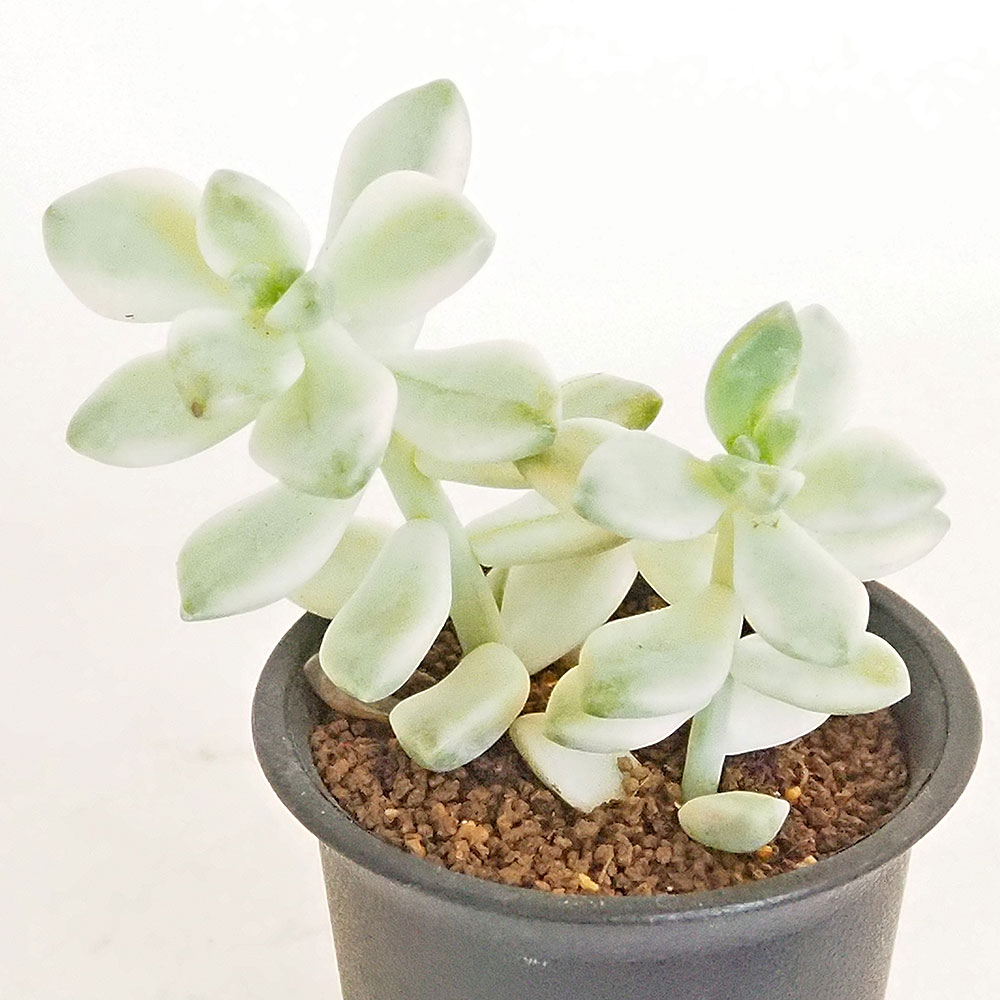 多肉植物^o^  ティテュバンス錦 ティテュバンス錦 – 多肉植物の通販・販売サイト tawawa