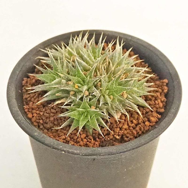 在庫1点のみ　ペペロミア　美依子　斑入り　抜き苗 Amazon｜観葉植物 ペペロミア 美依子 真亜子 3号 (ミイコ)｜観葉