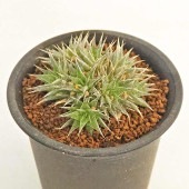 デウテロコニア ブレビフォリア クロランサ 【多肉植物 2.5号／1個売り】|多肉植物