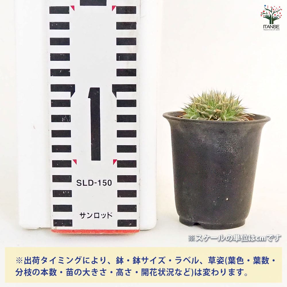デウテロコニア ブレビフォリア クロランサ 【多肉植物 2.5号／1個売り