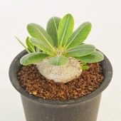 パキポディウム ブレビカウレ 【多肉植物 2.5号／1個売り】|多肉植物