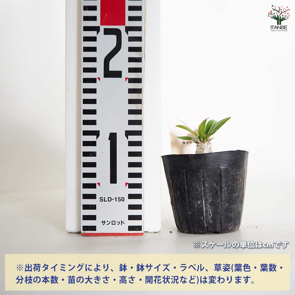 パキポディウム ブレビカウレ 【多肉植物 2.5号／1個売り】｜ 【植物の