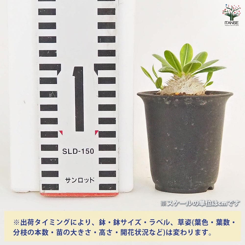 【タロウ様向け】パキポディウム ブレビカウレ 自宅採種種子 100 粒 タロウ様向け】パキポディウム ブレビカウレ 自宅採種種子 100 粒
