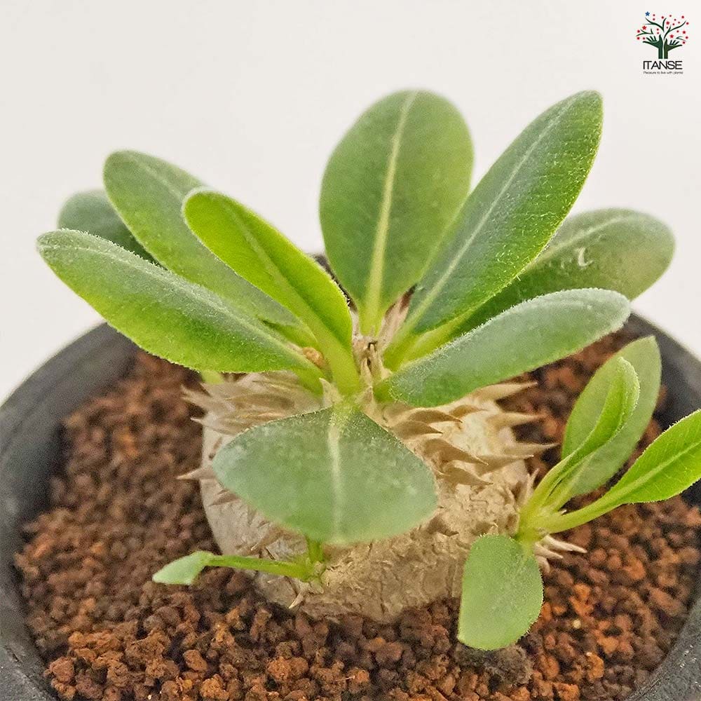 パキポディウム ブレビカウレ 【多肉植物 2.5号／1個売り】｜ 【植物の