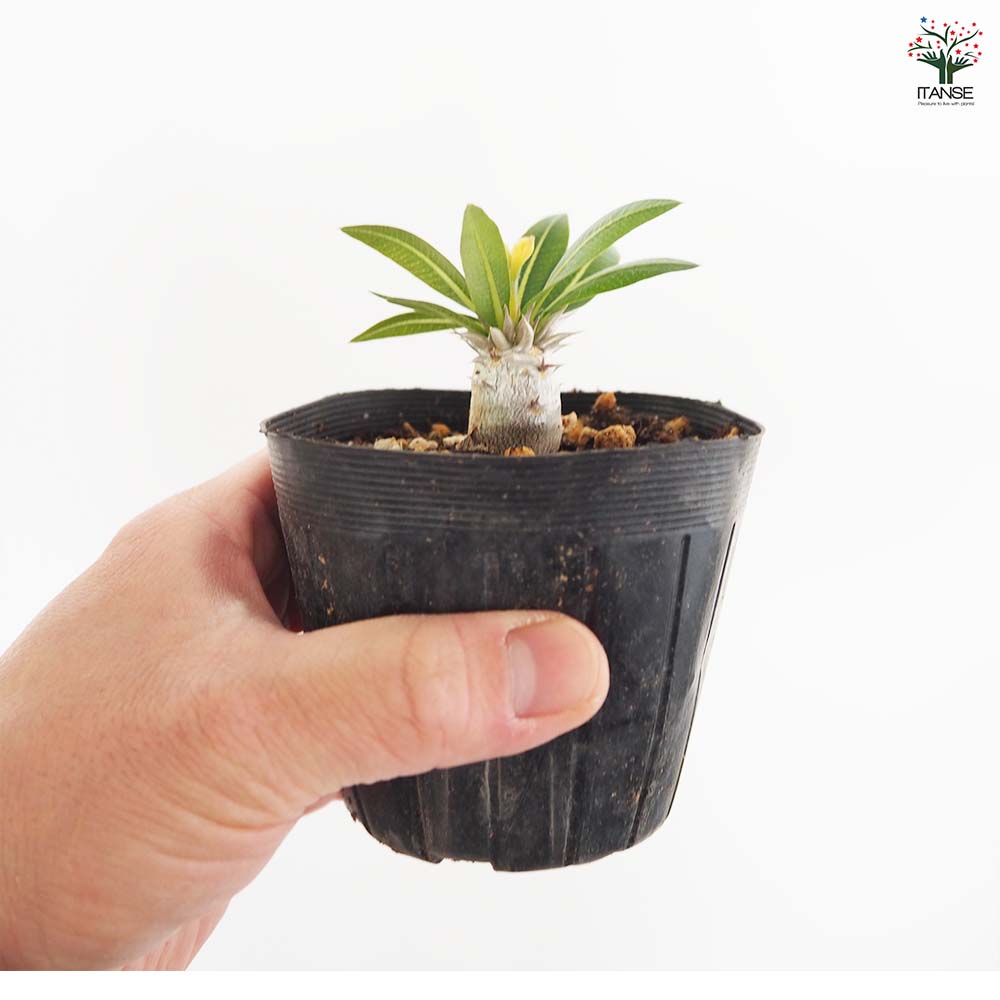 パキポディウム ブレビカウレ 【多肉植物 2.5号／1個売り】｜ 【植物の