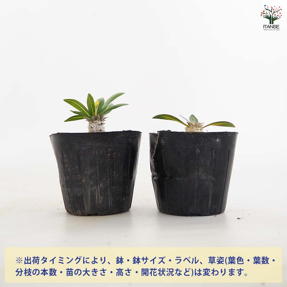パキポディウム ブレビカウレ 【多肉植物 2.5号／1個売り】｜ 【植物の